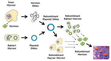 Rekombinant DNA Teknolojisi