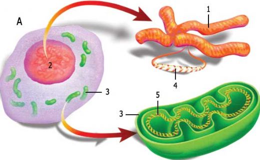 Mitokondriyal Dna